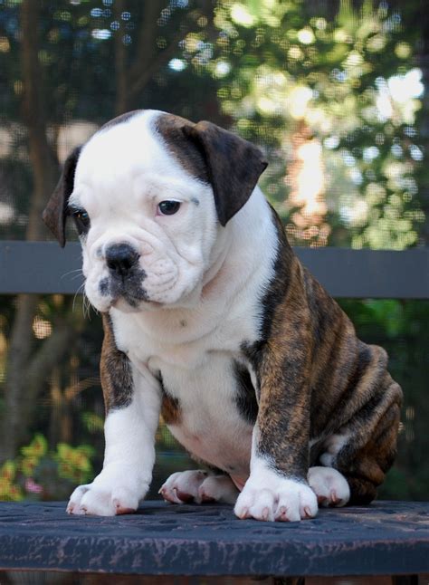 hermes bulldogge for sale|best olde english bulldogge breeder.